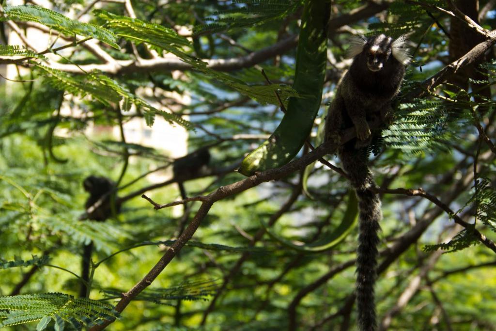 Rio Nature Hostel Рио-де-Жанейро Экстерьер фото